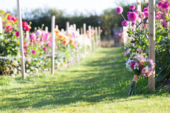 Dahlia Experience, Wednesday the 27th of September