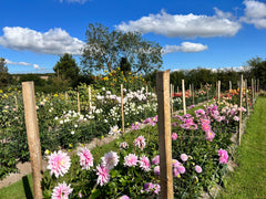 Dahlia Experience, Wednesday the 27th of September